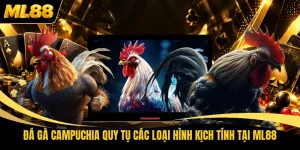 Đá Gà Campuchia Quy Tụ Các Loại Hình Kịch Tính Tại ML88