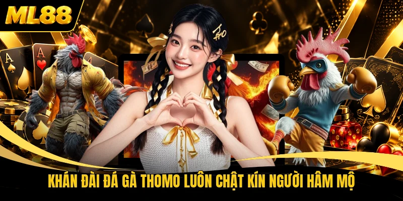 Khán đài đá gà Thomo luôn chật kín người hâm mộ